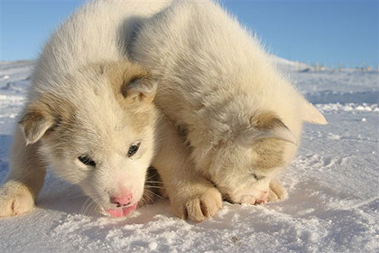 east Greenland puppies , image by Per Jessen