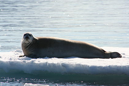 Bearded seal , image by Nanu Travel