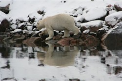 Polarbear in Amdrup Havn , image by Nanu Travel